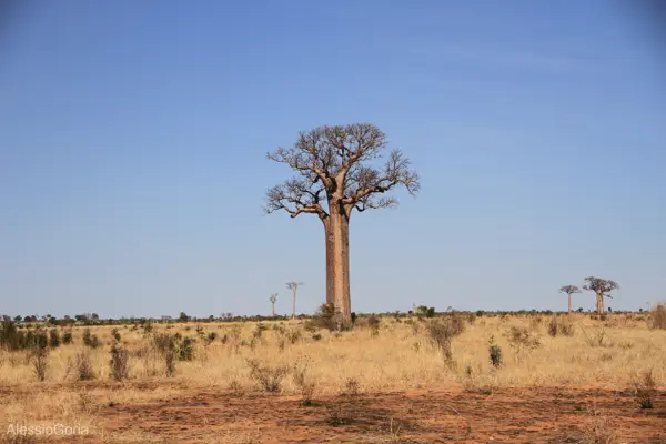 Madagascar 2013