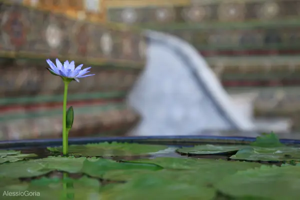 Tailandia