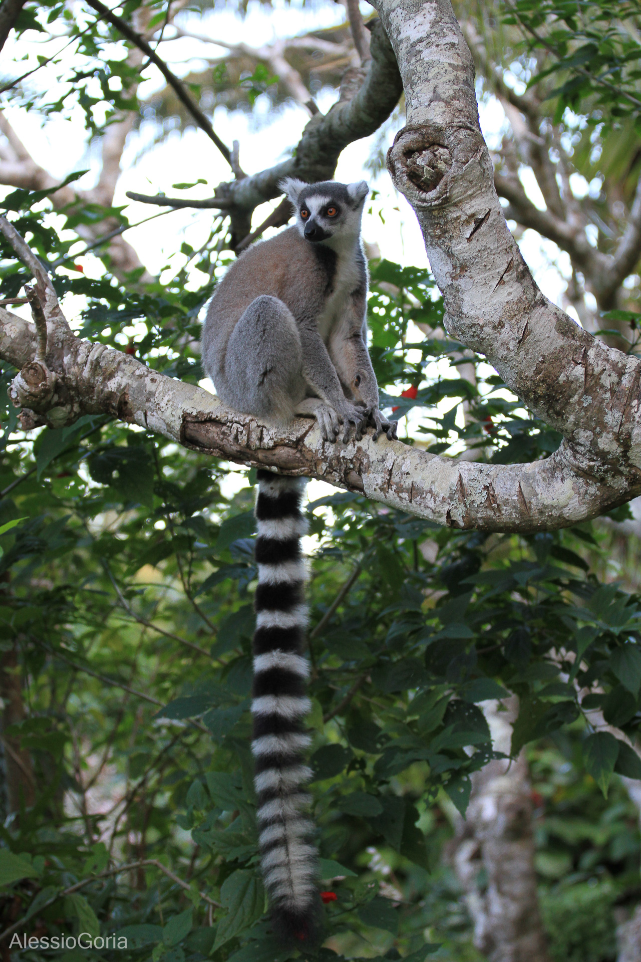 Madagascar 2013